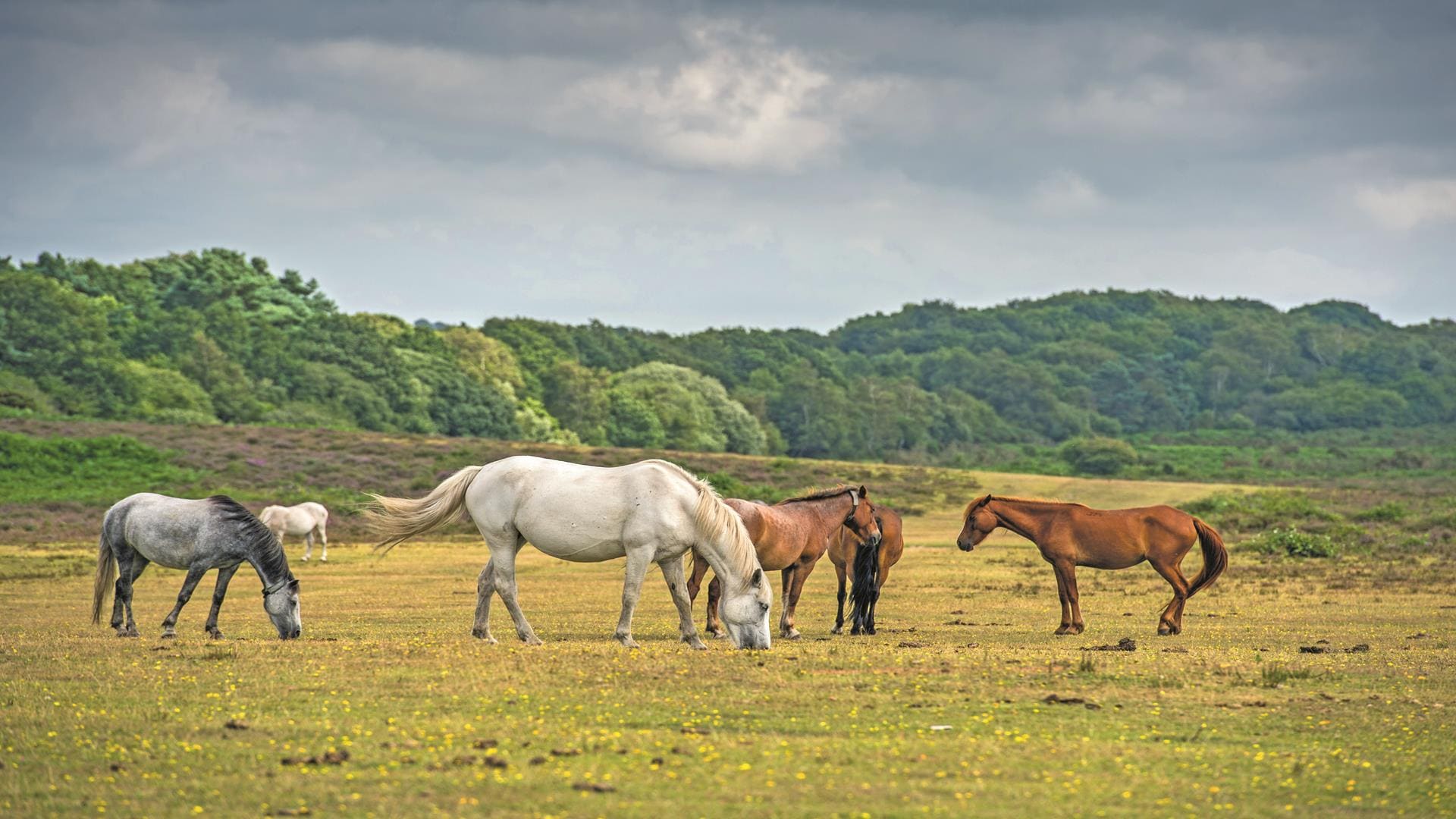 christmas in bournemouth new forest excursion